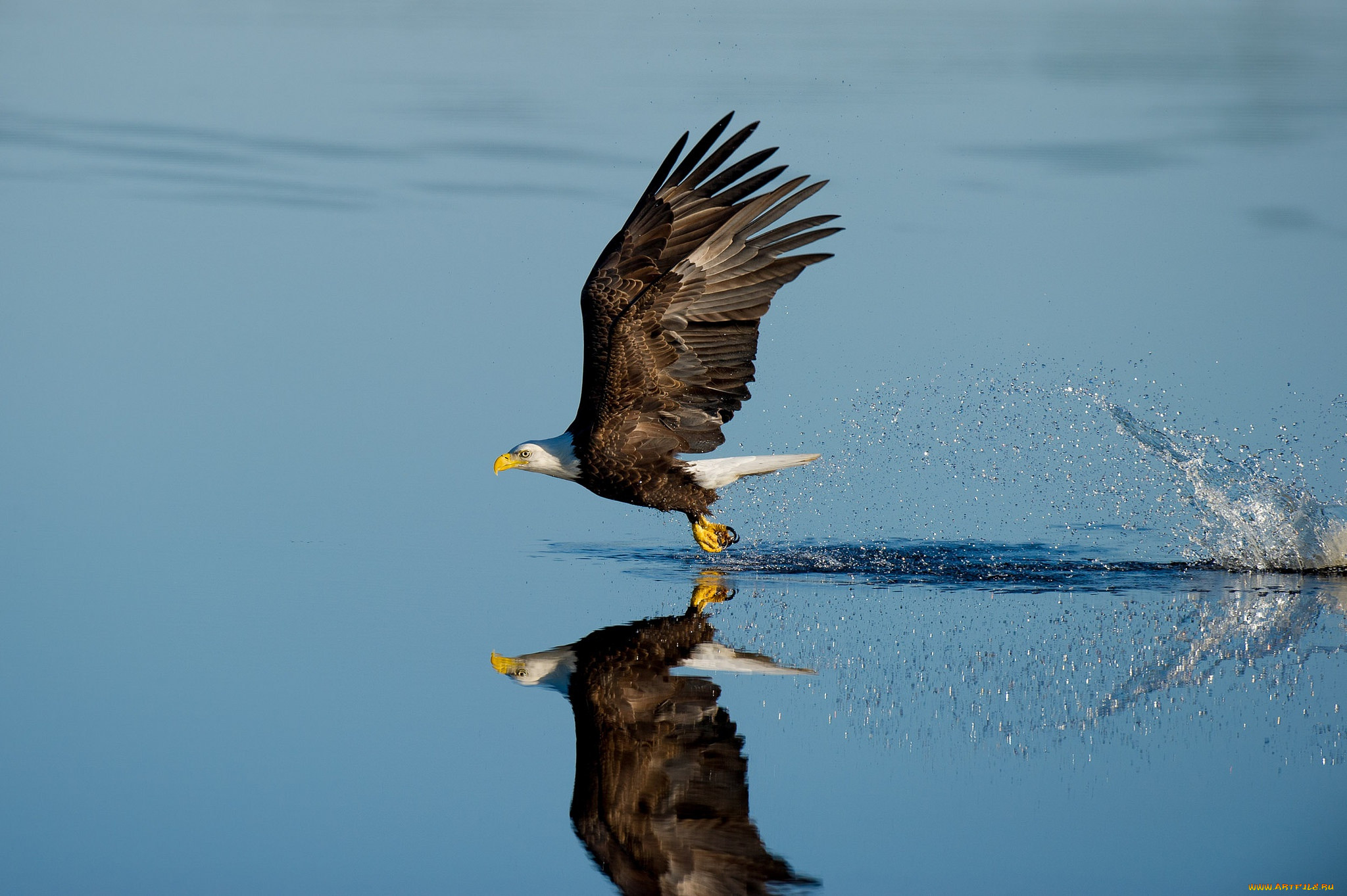 ,  - , wildlife, reflection, splash, lake